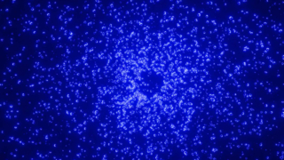 현대 고양이 아마추어 침대 재미있는 장난감